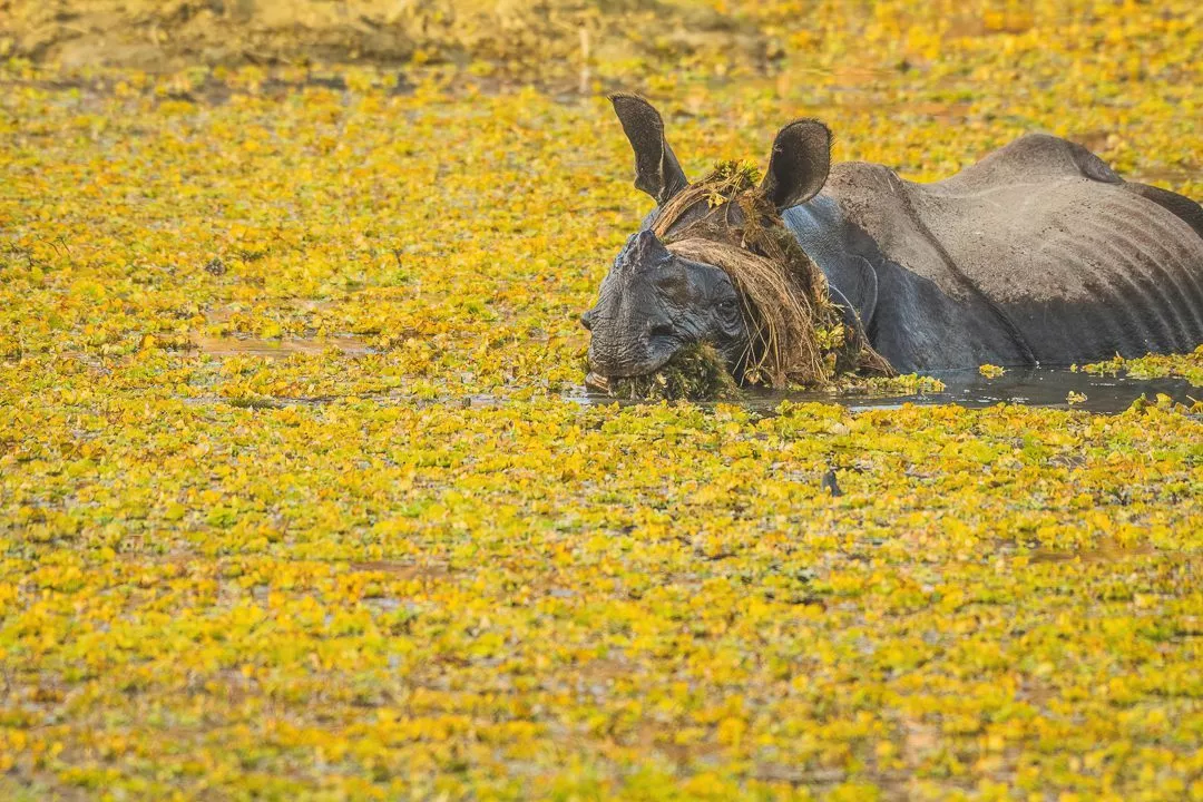 Et næsehorn, der er delvist nedsænket i vand, dækket af gul vandvegetation, og hvor kun hovedet, ørerne og ryggen er synlige over overfladen.