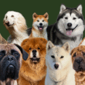 En gruppe på ni forskellige hunderacer, bl.a. mastiff, greyhound, chow chow, shar pei og husky, poserer sammen mod en almindelig grøn baggrund.
