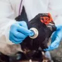 En person iført blå handsker og en hvid beskyttelsesdragt bruger et stetoskop til at undersøge en sort kylling udendørs.