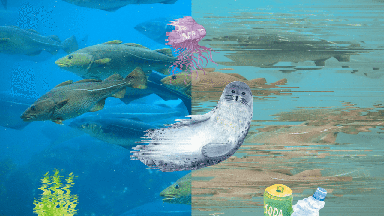 Et splitbillede viser sunde fisk og en gople til venstre i klart blåt vand, mens højre side viser en glitched sæl, grumset vand, affald og forvrængede fisk, der symboliserer havforurening.