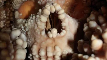 En klippeformation inde i en grotte ligner til forveksling et menneskekranium med ujævne, afrundede mineralaflejringer, der danner øjne, næse og mund, hvilket giver et uhyggeligt og usædvanligt udseende.