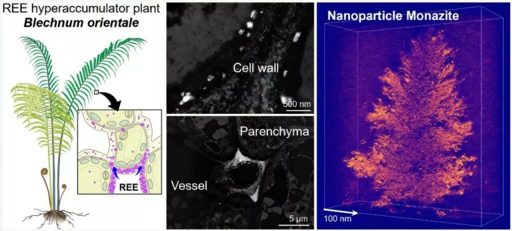 Et videnskabeligt diagram viser en Blechnum orientale-plante med en indsættelse, der fremhæver REE-akkumulering. Tilstødende elektronmikroskopbilleder viser plantens cellestrukturer, og en 3D-gengivelse visualiserer fordelingen af nanopartikler af monazit.