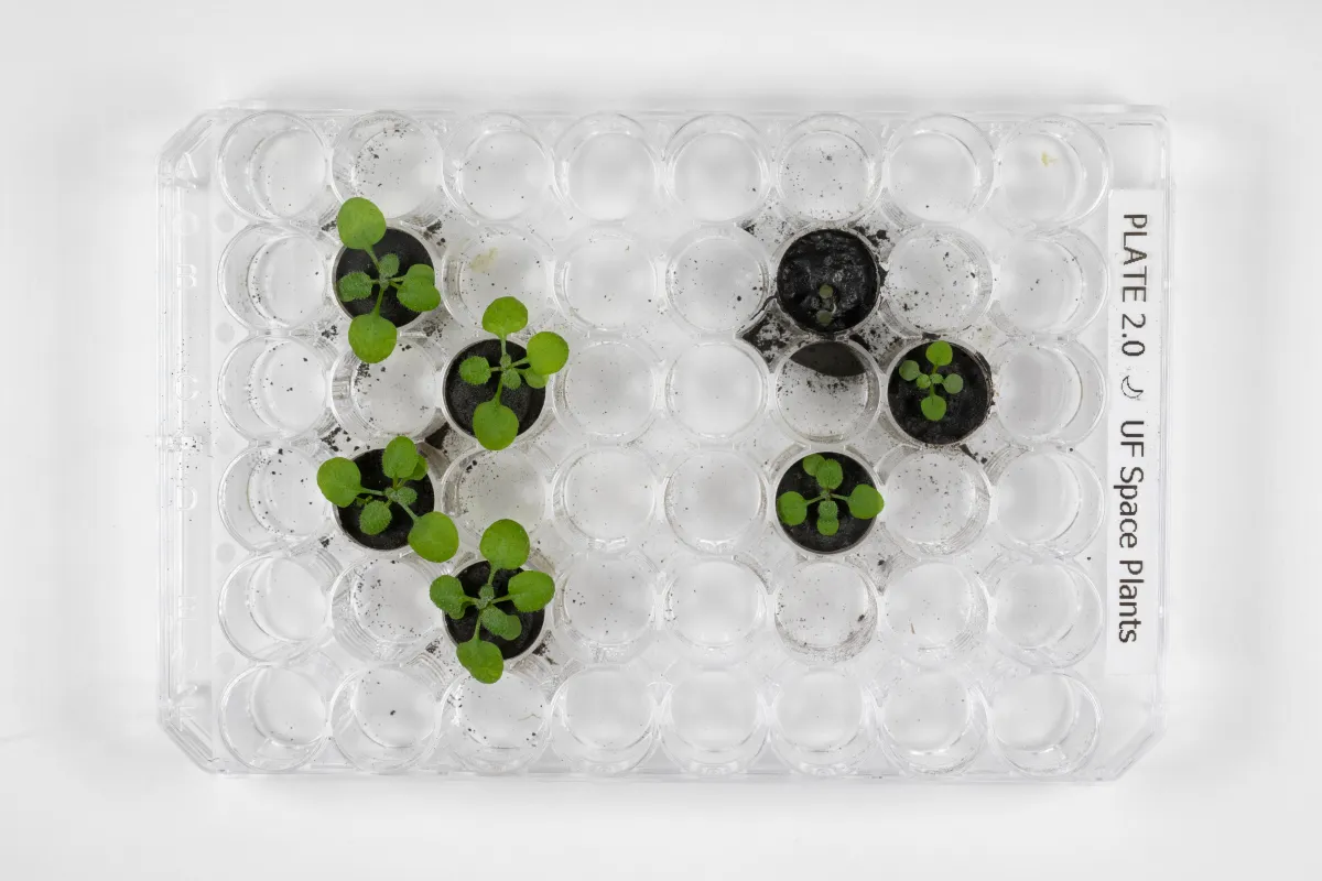 Top-down view af en klar plastbakke mærket 
