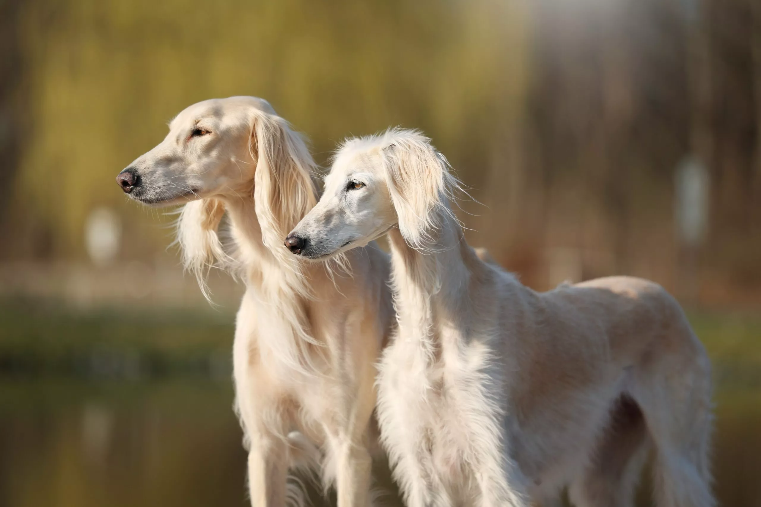 To elegante salukihunde med lang, silkeagtig pels står side om side udendørs og kigger i samme retning. Baggrunden er blødt sløret med grønne planter, der antyder en naturlig omgivelse.
