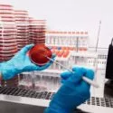 En person med blå handsker bruger et værktøj til at strejfe en rød agarplade i et laboratorium, hvor der står stakkevis af petriskåle og stativer med reagensglas på bordet.