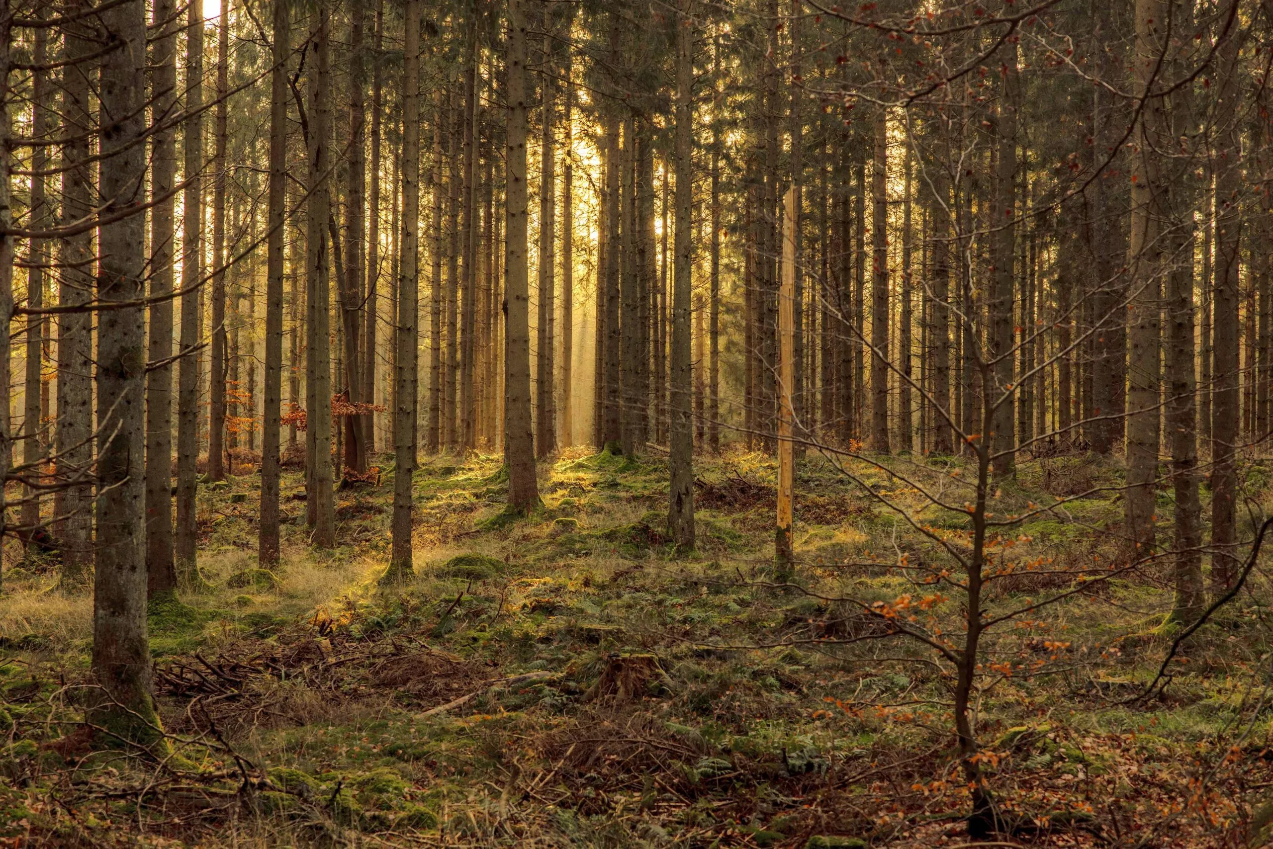Sollyset strømmer gennem høje, tætstående træer i en stille skov. Skovbunden er dækket af grønt mos, nedfaldne grene og sparsom underskov, hvilket skaber en fredelig, gylden atmosfære.