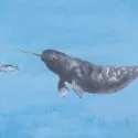 En akvarelillustration af en narhval med en lang, spiralformet stødtand, der svømmer i blåt vand, efterfulgt af tre små fisk i venstre side af billedet.