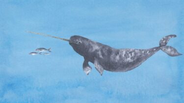 En akvarelillustration af en narhval med en lang, spiralformet stødtand, der svømmer i blåt vand, efterfulgt af tre små fisk i venstre side af billedet.