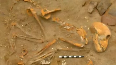 Et delvist begravet abeskelet ligger i sandjord med knogler, der er synligt forvitrede og ødelagte. En sort-hvid målestok er placeret i nærheden som reference. Stykker af keramik ligger spredt rundt omkring.