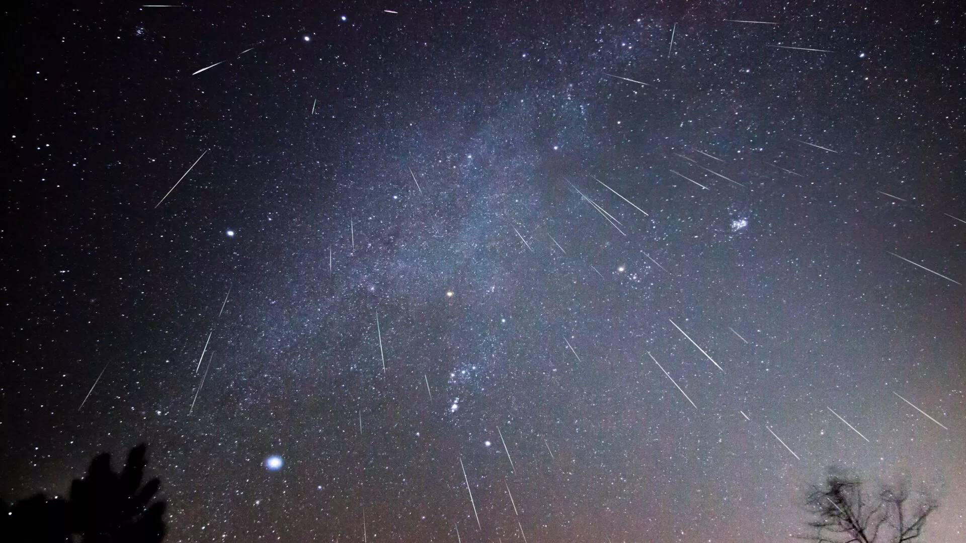 En nattehimmel fyldt med stjerner og mange lyse striber fra en meteorregn, med silhuetten af trægrene i nederste højre hjørne.