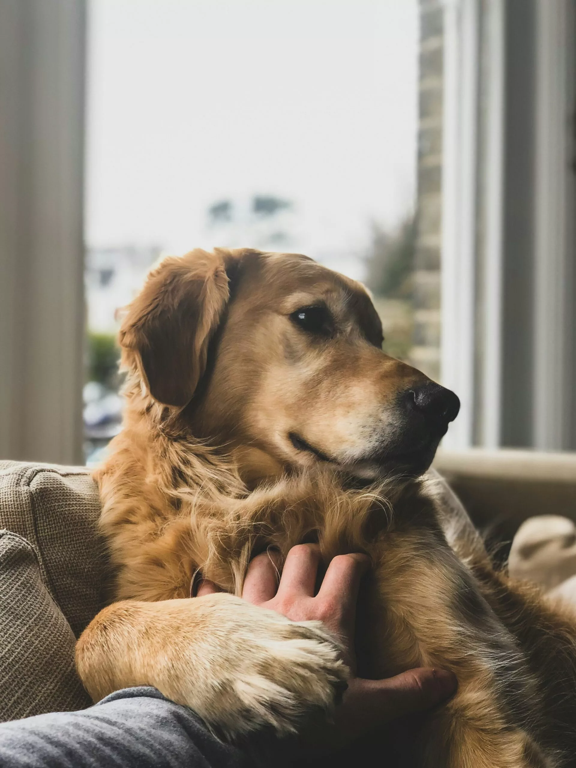 En golden retriever ligger på en sofa og kigger til siden, mens nogen forsigtigt klapper den på brystet med en hånd. Klart naturligt lys strømmer ind gennem store vinduer i baggrunden.