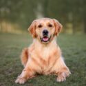 En golden retriever ligger på grønt græs udendørs og kigger ind i kameraet med let åben mund og spidse ører. Baggrunden er sløret af træer og sollys.