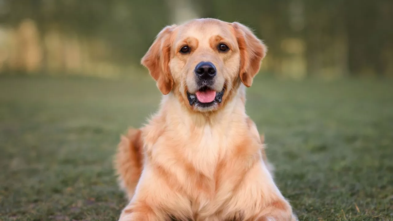 En golden retriever ligger på grønt græs udendørs og kigger ind i kameraet med let åben mund og spidse ører. Baggrunden er sløret af træer og sollys.