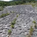 En stenet overflade med rækker af jævnt fordelte, lavvandede fordybninger omgivet af sparsomt græs og små planter i et udendørs naturlandskab med grønne områder i baggrunden.