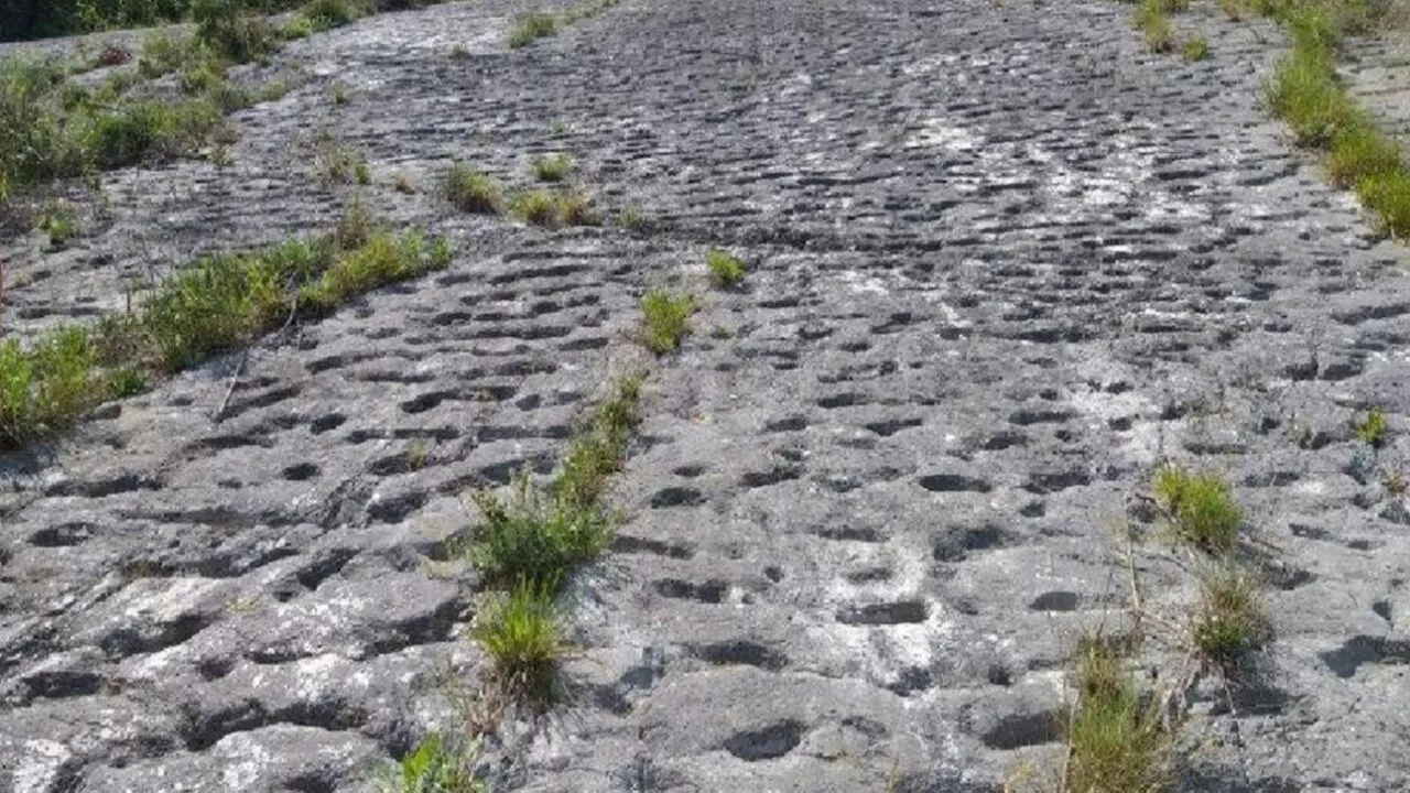 En stenet overflade med rækker af jævnt fordelte, lavvandede fordybninger omgivet af sparsomt græs og små planter i et udendørs naturlandskab med grønne områder i baggrunden.