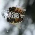 Et nærbillede af en bi, der står på en reflekterende våd overflade, viser et klart spejlbillede af bien mod en sløret naturlig baggrund.