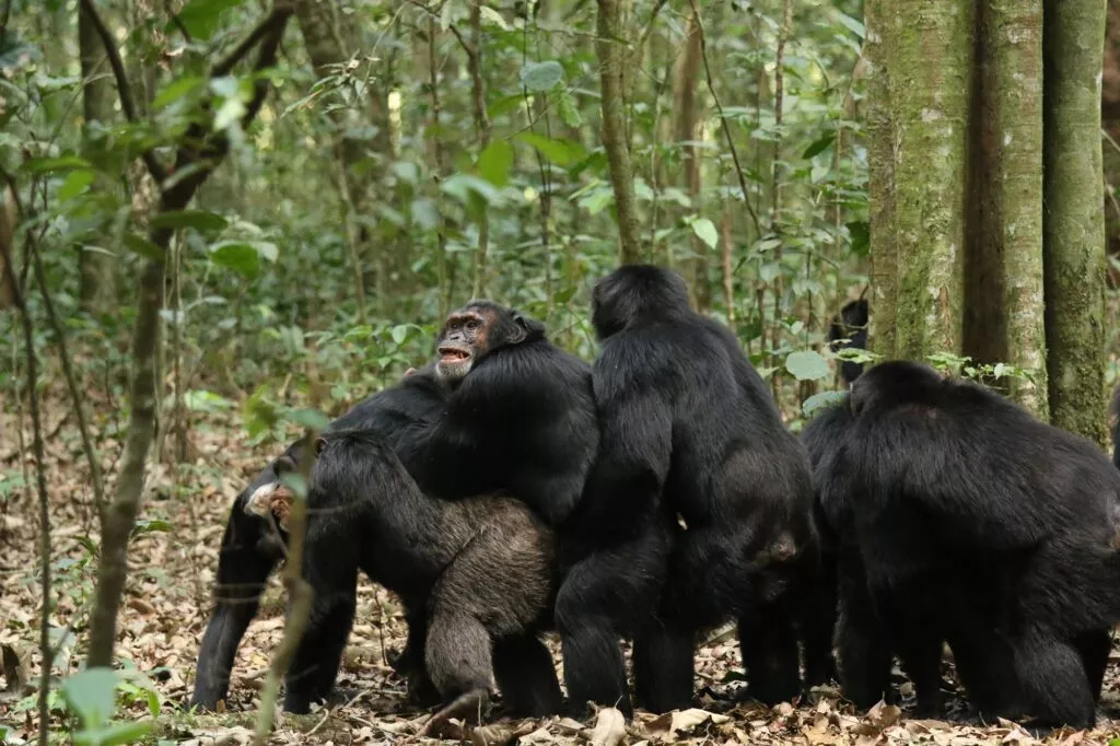 En gruppe chimpanser samles på en skovbund dækket af tørre blade, omgivet af træer og tæt vegetation. En chimpanse vender mod kameraet, mens de andre har ryggen til.