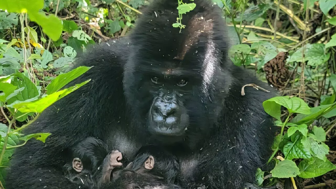 Bjerggorillaen Mafuko holder tvillingerne, hun fødte i Virunga Nationalpark i det østlige DR Congo. (Billede. Virunga Nationalpark)