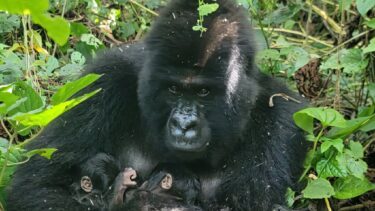 Bjerggorillaen Mafuko holder tvillingerne, hun fødte i Virunga Nationalpark i det østlige DR Congo. (Billede. Virunga Nationalpark)