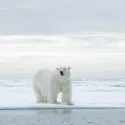En isbjørn står på en isflage nær kanten af åbent vand, omgivet af sne og is under en overskyet himmel i et arktisk landskab.