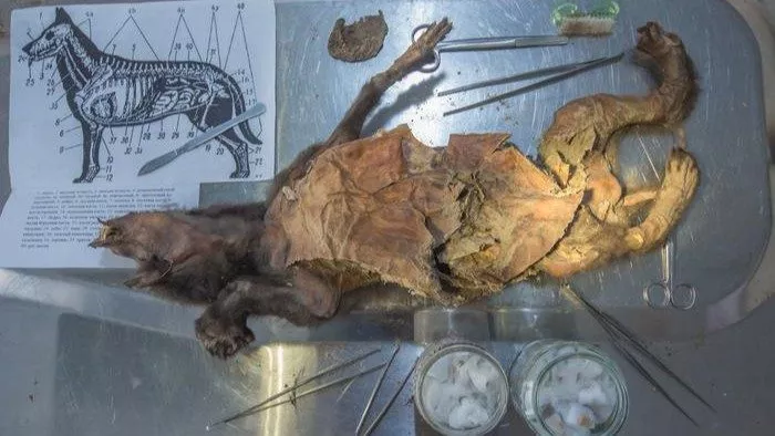 En delvist dissekeret kat ligger på et metalbord omgivet af kirurgiske redskaber, vatglas og et anatomisk diagram af en kat, der viser muskler og organer til undervisningsbrug.