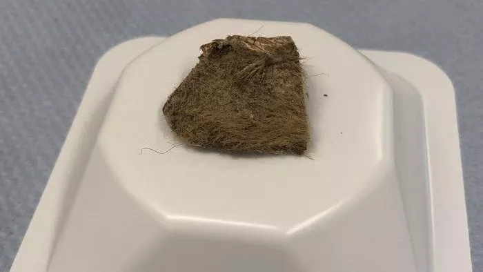 Et lille, fladt, brunligt objekt med en ru, behåret overflade sidder oven på en omvendt hvid plastikbeholder mod en blågrå baggrund.
