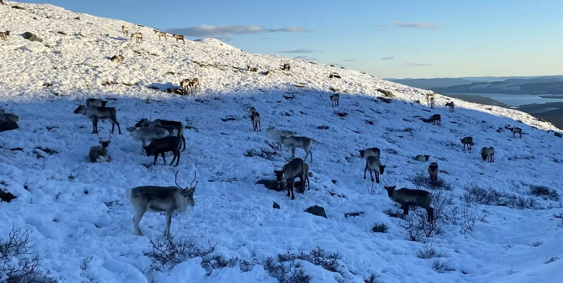 En flok rensdyr græsser på en snedækket bjergskråning under en klar blå himmel med fjerne skove og en sø i baggrunden.