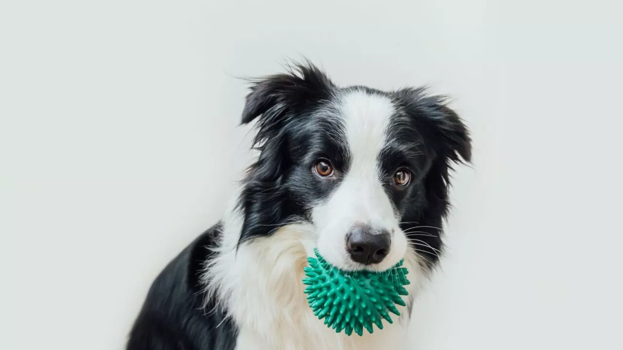 En sort og hvid border collie holder en grøn, spids gummibold i munden og kigger direkte ind i kameraet mod en almindelig hvid baggrund.
