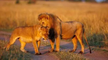 En hanløve og en hunløve står tæt sammen på en jordsti i en græsklædt savanne og nusser kærligt med gyldent lys, der oplyser deres pels.