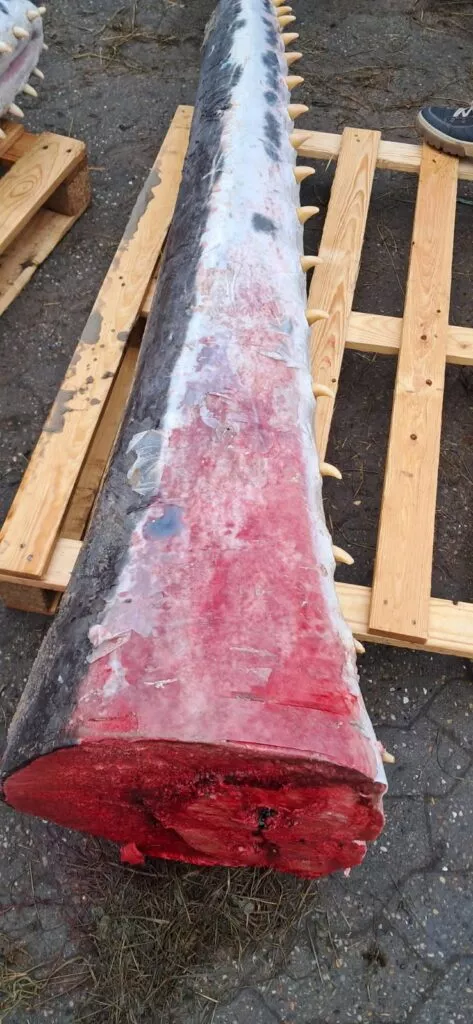 En stor, nyskåret, blodplettet savfiskestang med tænder ligger på en træpalle udendørs. En del af en persons sko er synlig i øverste højre hjørne.
