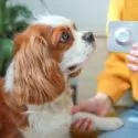 En person i en gul sweater holder en blisterpakning med medicin foran en brun og hvid hund, som kigger nysgerrigt på den, mens den hviler sin pote på personens hånd. En grøn plante er synlig i baggrunden.
