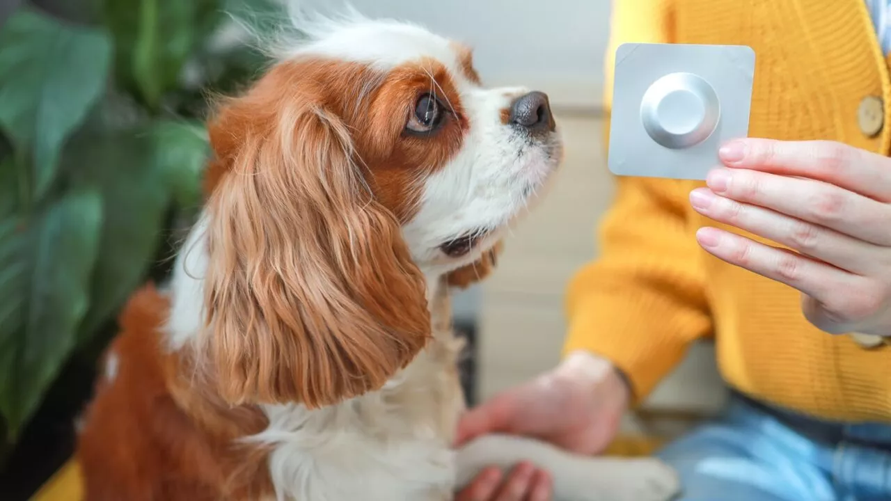 En person i en gul sweater holder en blisterpakning med medicin foran en brun og hvid hund, som kigger nysgerrigt på den, mens den hviler sin pote på personens hånd. En grøn plante er synlig i baggrunden.