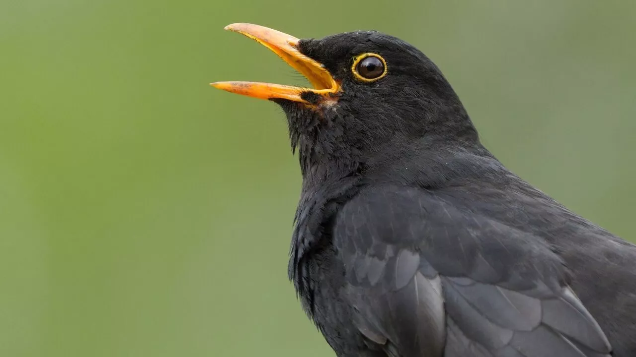 Nærbillede af en solsort med blanke sorte fjer og et åbent næb, der viser en gul-orange ring omkring øjet og næbbet. Baggrunden er en blød, sløret grøn.