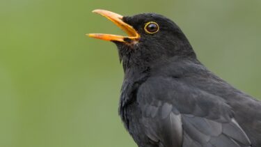 Nærbillede af en solsort med blanke sorte fjer og et åbent næb, der viser en gul-orange ring omkring øjet og næbbet. Baggrunden er en blød, sløret grøn.