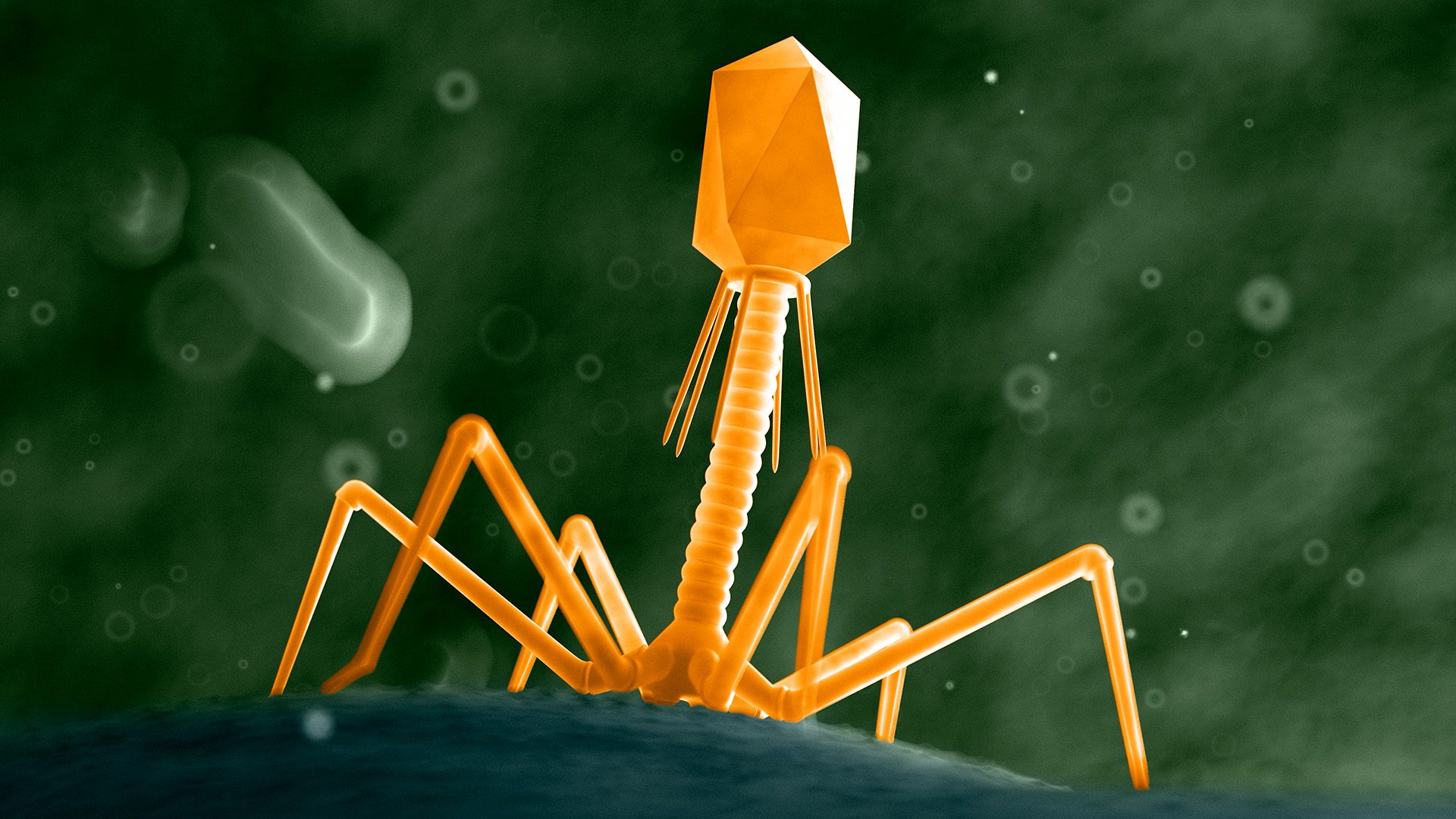 En 3D-renderet orange bakteriofagvirus med et geometrisk hoved og spinkle ben er vist på en blå overflade mod en grøn, uskarp, mikroskopisk baggrund.