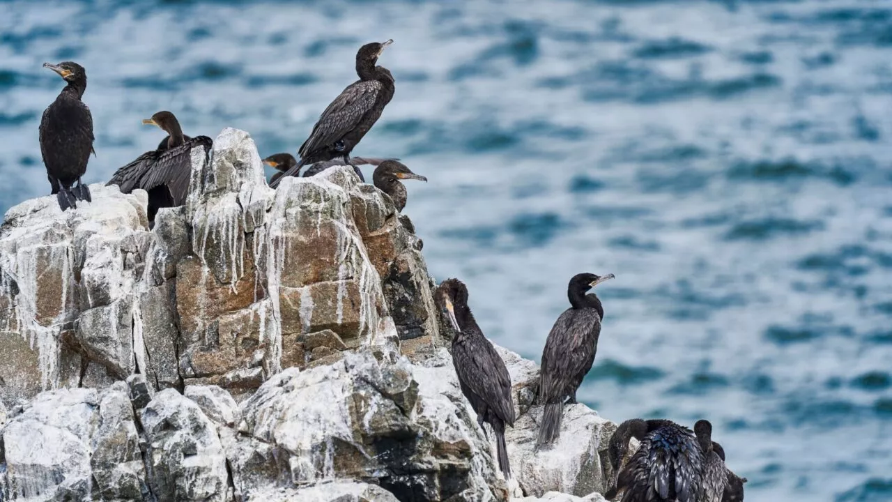 Flere havfugle med mørke fjer sidder på hvidstribede klippefremspring ved siden af havet, og bølgerne kan ses i baggrunden.