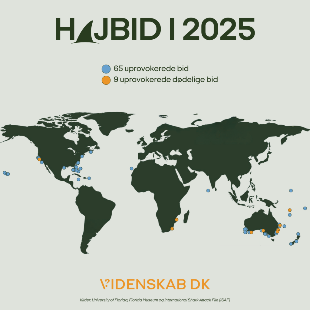 Et verdenskort, der viser placeringen af 65 uprovokerede hajbid (blå prikker) og 9 uprovokerede bid med dødelig udgang (orange prikker) i 2025. De fleste hændelser er i nærheden af USA, Australien og Sydafrika. Dansk tekst og Videnskab.dk-logo er inkluderet.