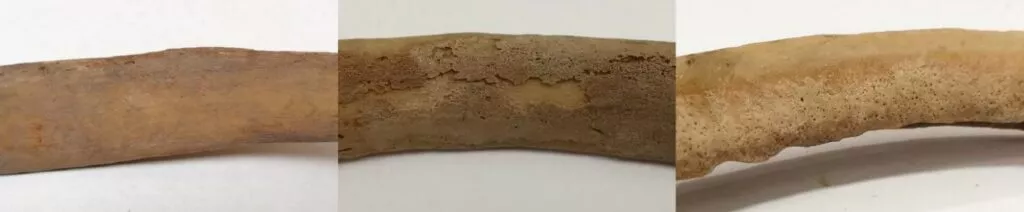 Et nærbillede af et segment af en menneskelig ribbensknogle, vist fra tre vinkler, der fremhæver den slidte, porøse overflade og den beige-brune farve mod en hvid baggrund.
