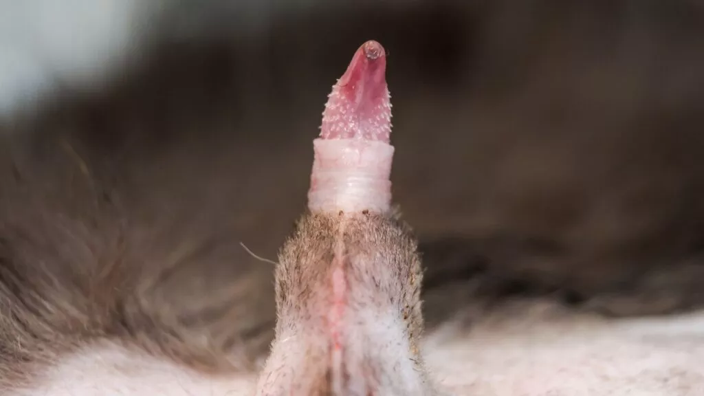 Nærbillede af en kats penis med lyserød spids, der kommer ud af pelsen og viser dens unikke anatomiske struktur.