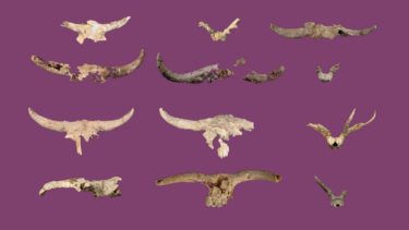 Tolv gamle bisonkranier og -horn, hvoraf nogle er knækkede og forstenede, er arrangeret i rækker på en ensfarvet lilla baggrund. Knoglerne er beige til brune og har forskellige former og bevaringsgrader.
