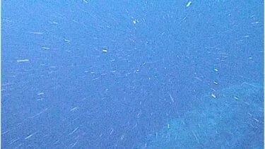 Undervandsscene med partikler eller marin sne, der svæver i blåt vand og skaber en stjerneudbrudseffekt, når de driver i forskellige retninger. Baggrunden går over i en dybere blå farve, der antyder dybde.