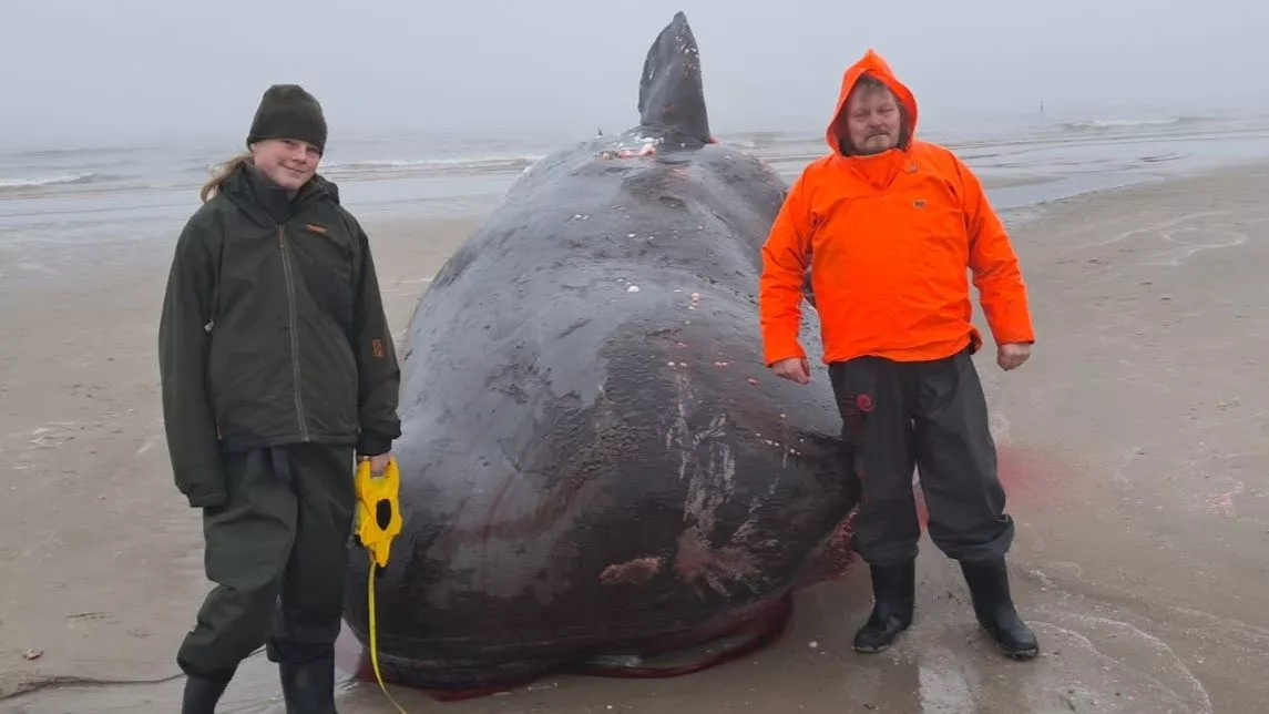 To personer i vandtæt tøj står på en tåget strand ved siden af en stor, strandet hval, der ligger på det våde sand. Havet og den overskyede himmel ses i baggrunden.