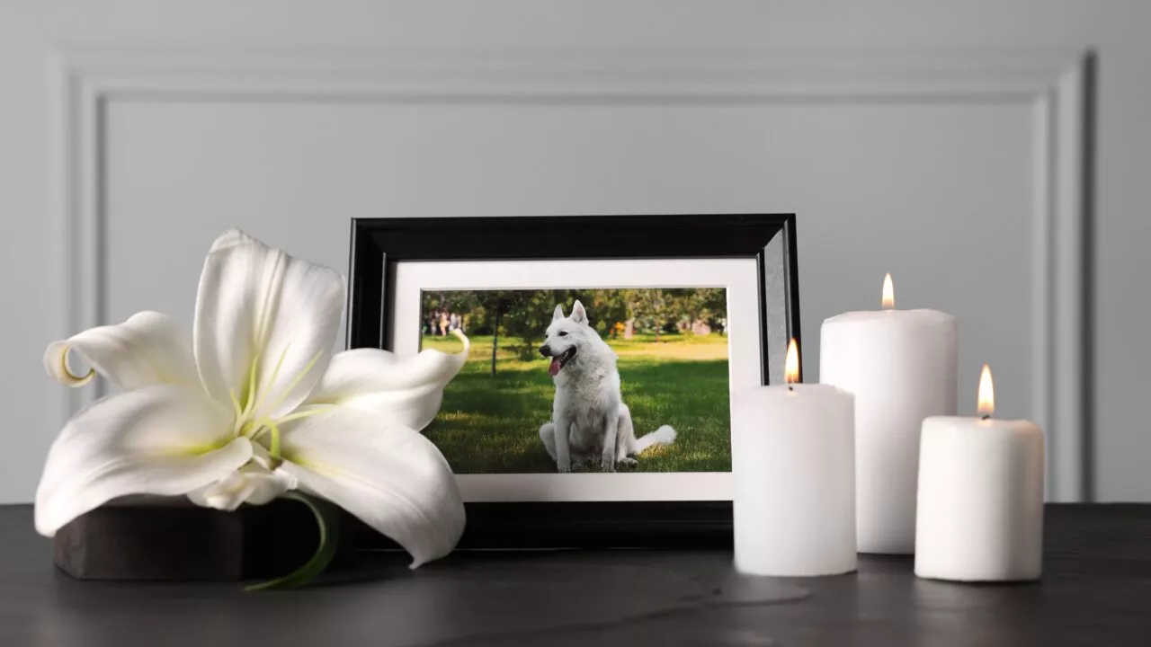 Et indrammet foto af en hvid hund står på et bord med en stor hvid lilje og tre tændte hvide stearinlys og skaber en fredfyldt mindesammenhæng.