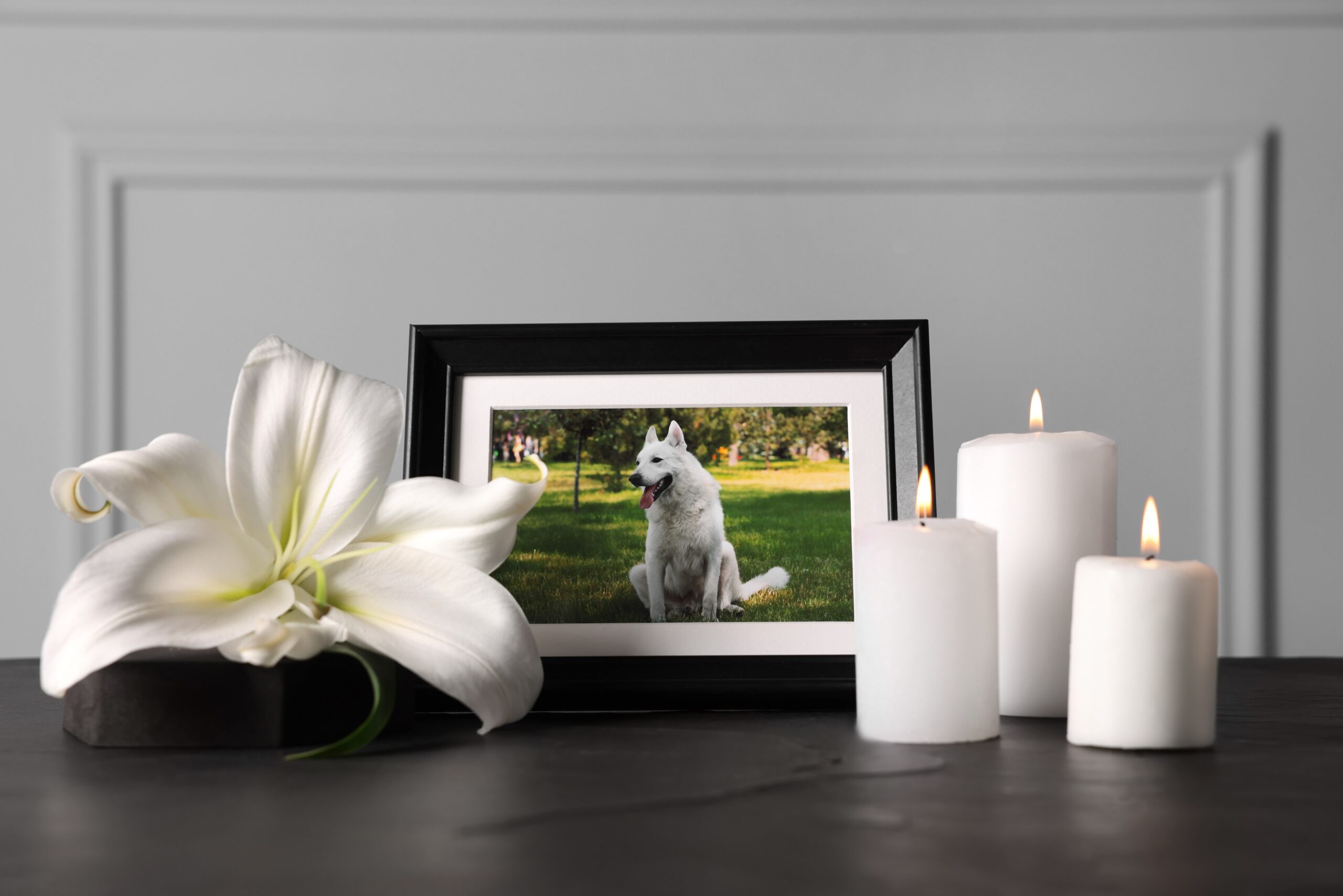 Et indrammet foto af en hvid hund står på et bord med en stor hvid lilje og tre tændte hvide stearinlys og skaber en fredfyldt mindesammenhæng.