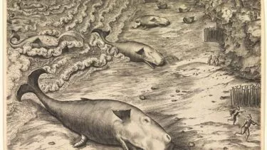 Et detaljeret kobberstik viser tre store strandede hvaler på en strand, omgivet af mennesker, der løber og peger, med bølger og skibe i baggrunden og en landsby til højre.