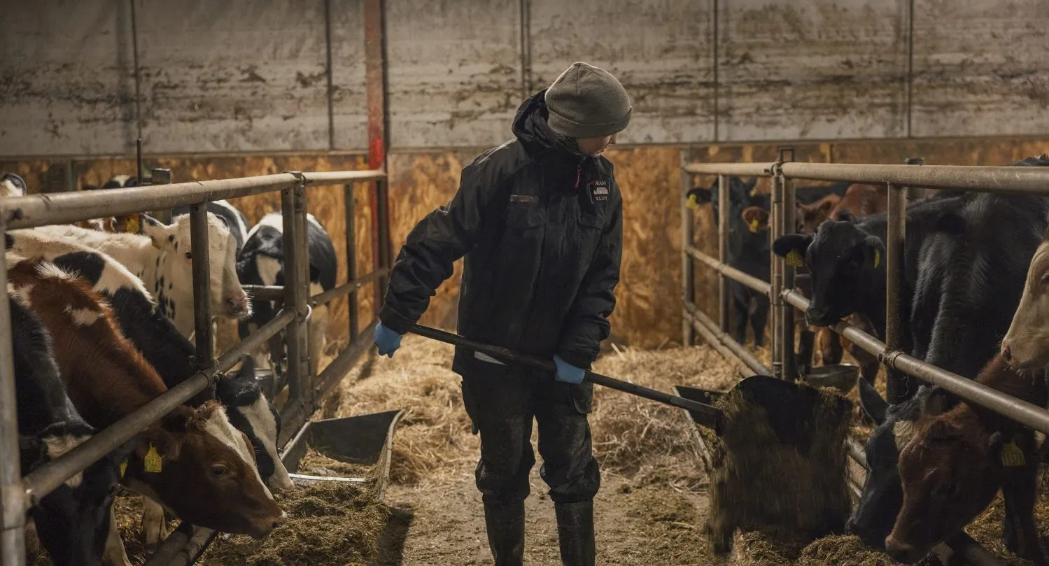En person i vintertøj og støvler bruger en høtyv til at fodre køer med hø inde i en lade, mens køerne spiser fra fodertrug på begge sider af personen.