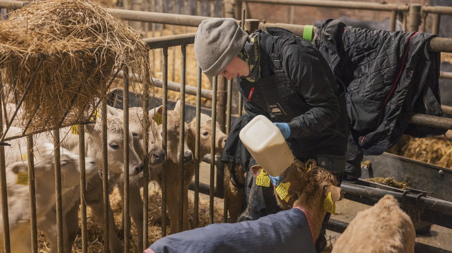 En person i vintertøj fodrer flere kalve fra en flaske inde i en stald. Kalvene er bag et metalhegn, nogle af dem har jakker på, og der ligger hø spredt rundt omkring i indhegningen.