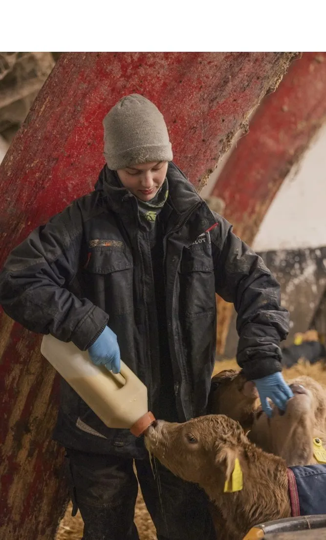 En person i vinterfrakke, handsker og hue fodrer en kalv med en stor flaske inde i en stald. Andre kalve er synlige i nærheden, og jorden er dækket af hø.