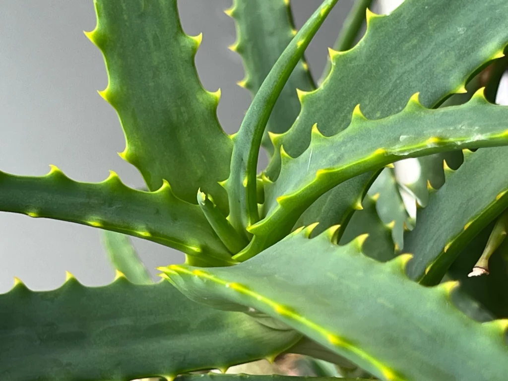 Nærbillede af en grøn aloe vera-plante med tykke, spidse blade med gule kanter, der overlapper hinanden. Baggrunden er ude af fokus, hvilket fremhæver bladenes tekstur og detaljer.