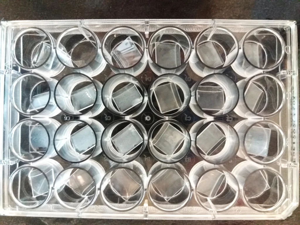 Et billede oppefra og ned af en 24-hullers cellekulturplade, hvor hver brønd indeholder et firkantet mikroskopdæksel af glas, der er arrangeret pænt i rækker inde i den klare plastbakke.